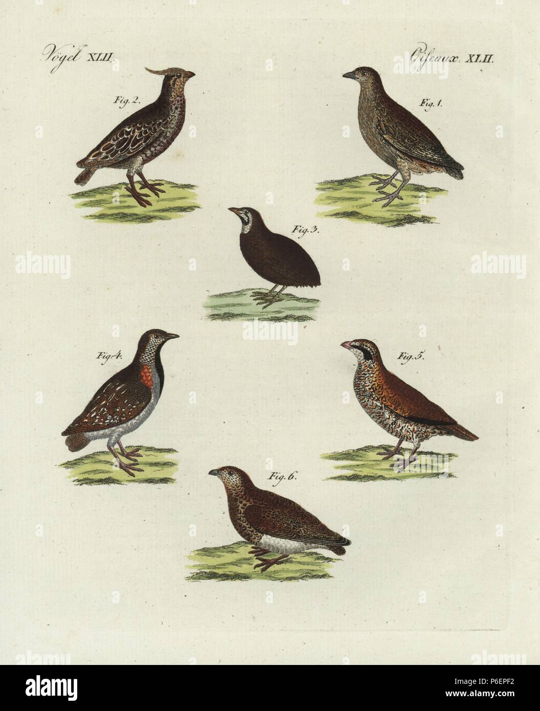 Quail, Coturnix coturnix 1, crested bobwhite, Colinus cristatus 2, blue-breasted quail, Excalfactoria chinensis 3, Madagascar buttonquail, Turnix nigricollis 4, northern bobwhite, Colinus virginianus 5, and white-bellied seedsnipe, Attagis malouinus. Handcoloured copperplate engraving from Bertuch's 'Bilderbuch fur Kinder' (Picture Book for Children), Weimar, 1798. Friedrich Johann Bertuch (1747-1822) was a German publisher and man of arts most famous for his 12-volume encyclopedia for children illustrated with 1,200 engraved plates on natural history, science, costume, mythology, etc., publis Stock Photo