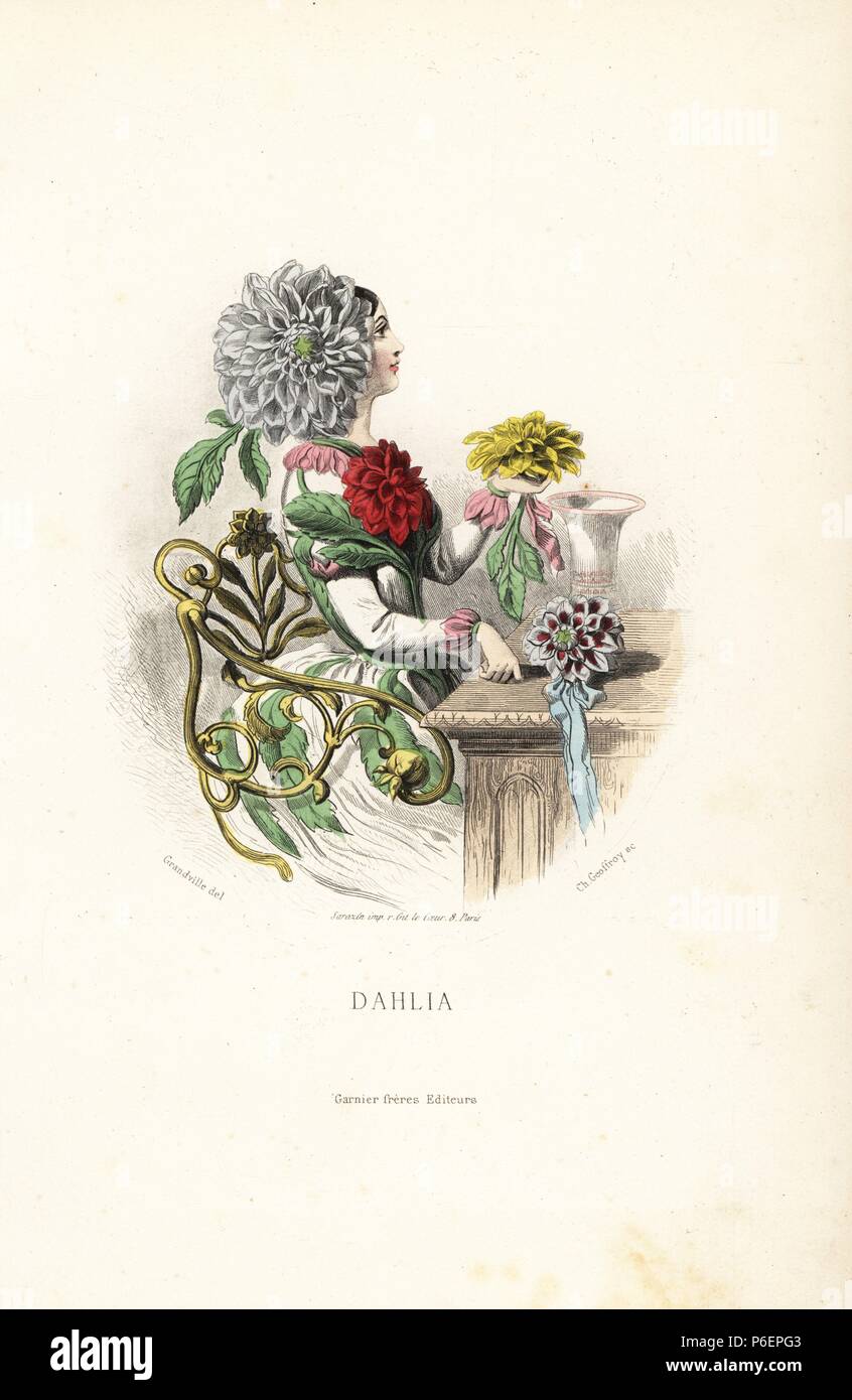 絵画　Dahlia Antique Print of a Dahlia (c.1880)
