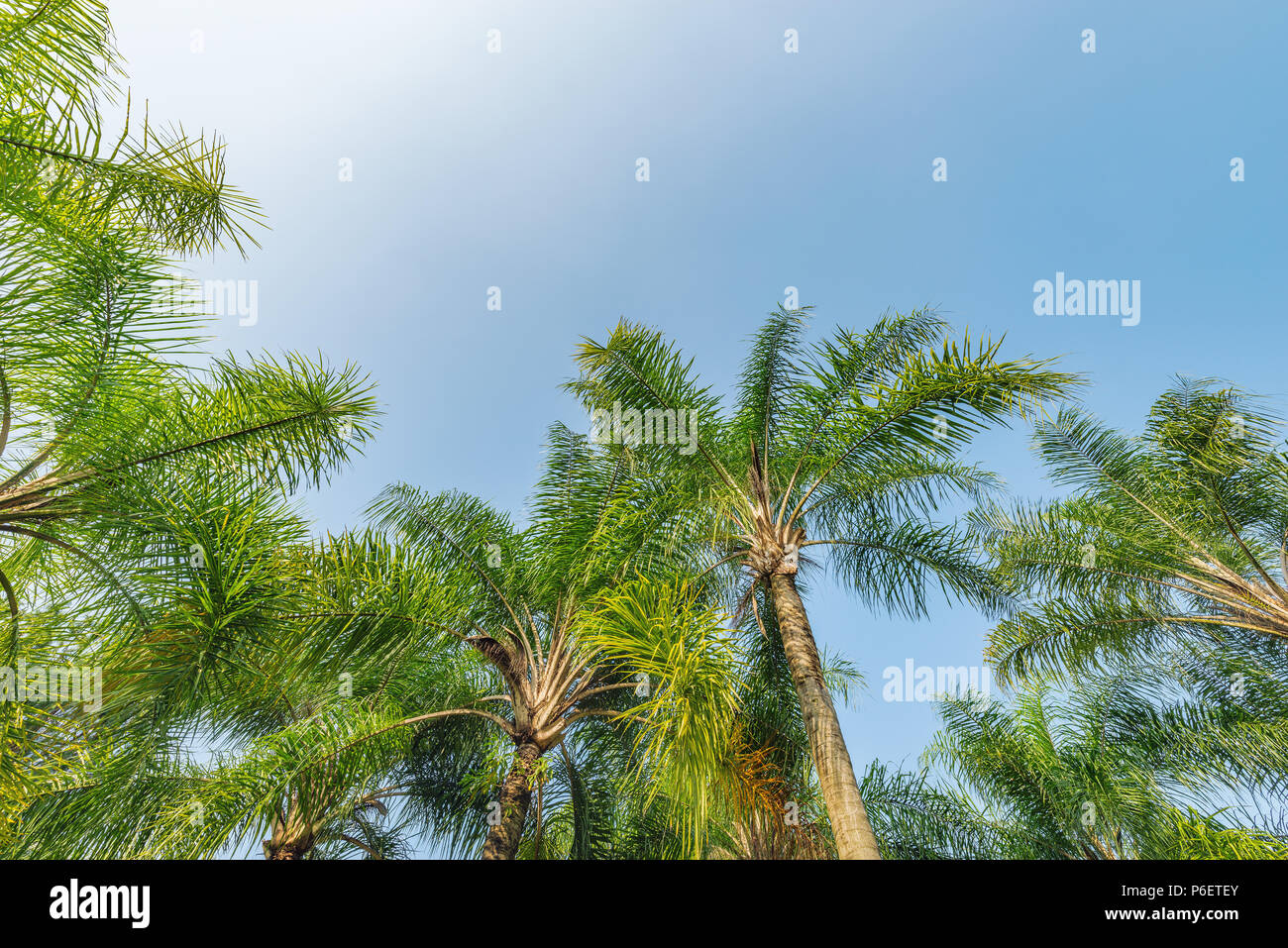 Palm tree in park shenzhen hi-res stock photography and images - Alamy
