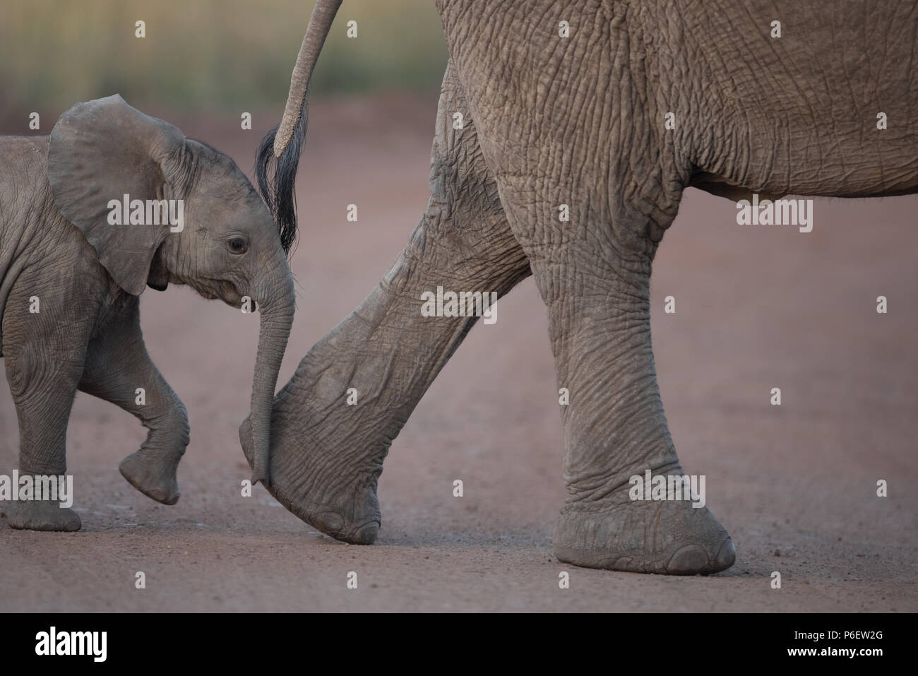 Elephant mother and Calf Stock Photo