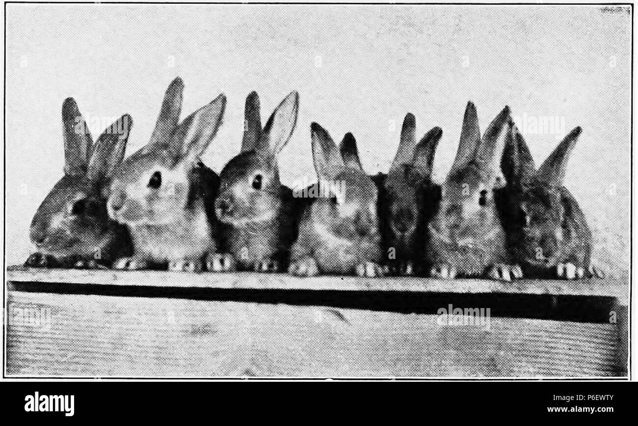 9 Care and Management of Rabbits 6 Stock Photo Alamy