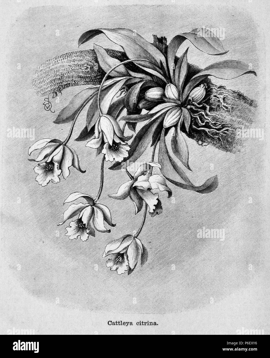. Die Gartenlaube. Expression error: Unexpected > operator. Deutsch: Bildunterschrift: „Cattleya citrina“ English: caption: 'Cattleya citrina' . N/A 18 Die Gartenlaube (1891) b 172 Stock Photo