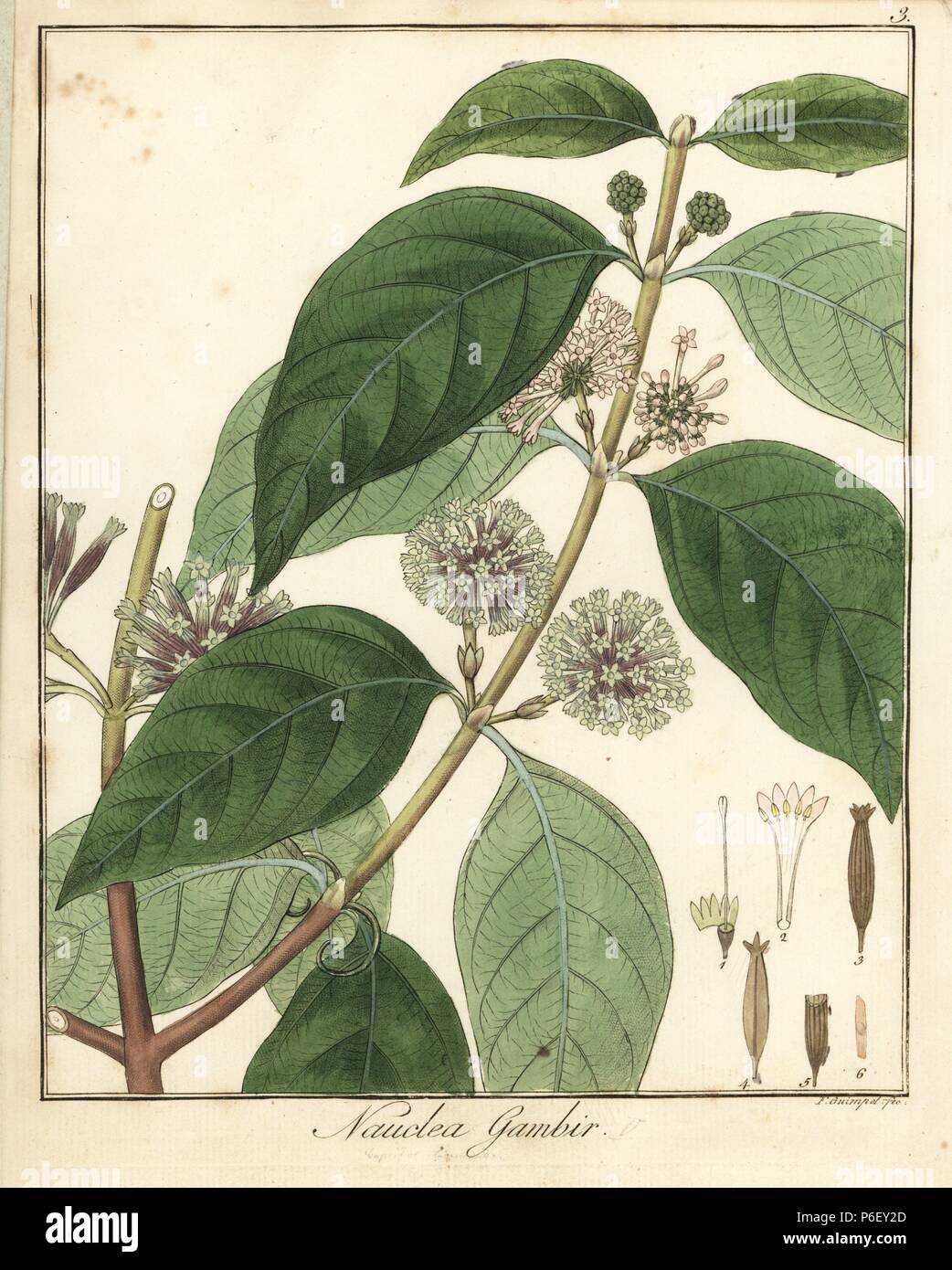 Gambir or gutta gambeer, Uncaria gambir. Handcoloured copperplate engraving by F. Guimpel from Dr. Friedrich Gottlob Hayne's Medical Botany, Berlin, 1822. Hayne (1763-1832) was a German botanist, apothecary and professor of pharmaceutical botany at Berlin University. Stock Photo