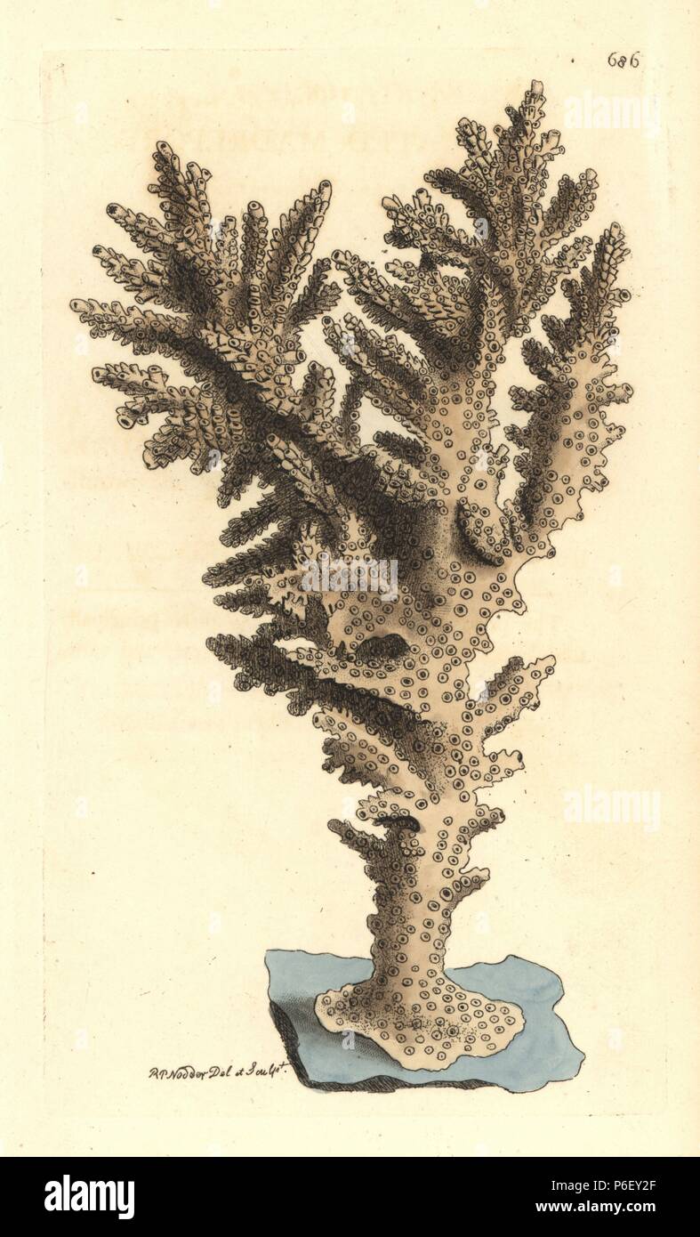 Acropora coral, Acropora danai. Illustration drawn and engraved by Richard Polydore Nodder. Handcoloured copperplate engraving from George Shaw and Frederick Nodder's 'The Naturalist's Miscellany,' London, 1801. Stock Photo