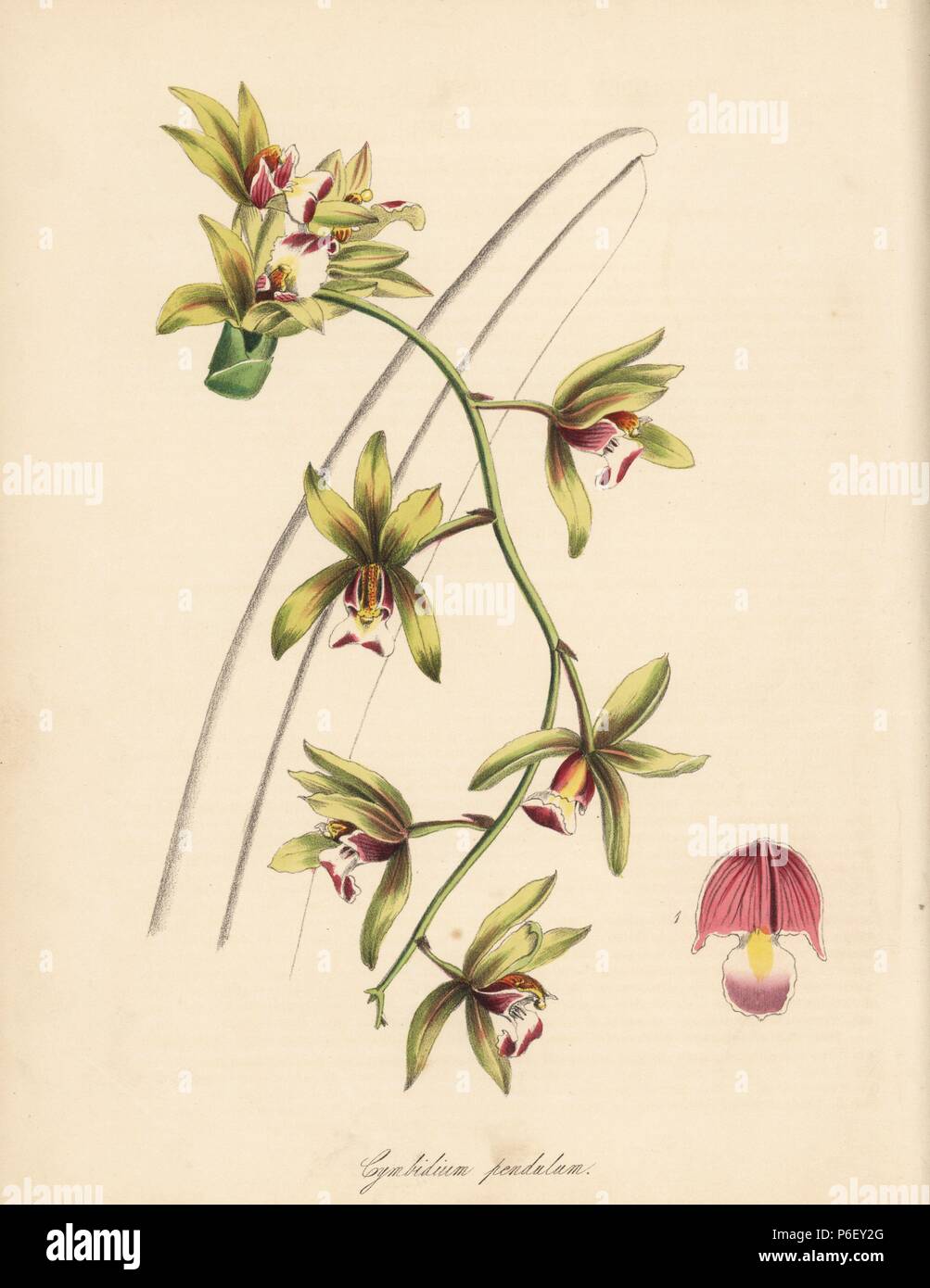 Aloe-leafed cymbidium orchid, Cymbidium aloifolium (Short-lipped thick-leaved cymbidium, Cymbidium pendulum var. brevilabre). Handcoloured zincograph by C. Chabot drawn by Miss M. A. Burnett from her 'Plantae Utiliores: or Illustrations of Useful Plants,' Whittaker, London, 1842. Miss Burnett drew the botanical illustrations, but the text was chiefly by her late brother, British botanist Gilbert Thomas Burnett (1800-1835). Stock Photo