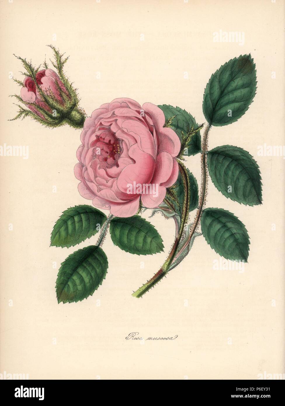 Moss rose, Rosa centifolia. Handcoloured zincograph by C. Chabot drawn by Miss M. A. Burnett from her 'Plantae Utiliores: or Illustrations of Useful Plants,' Whittaker, London, 1842. Miss Burnett drew the botanical illustrations, but the text was chiefly by her late brother, British botanist Gilbert Thomas Burnett (1800-1835). Stock Photo