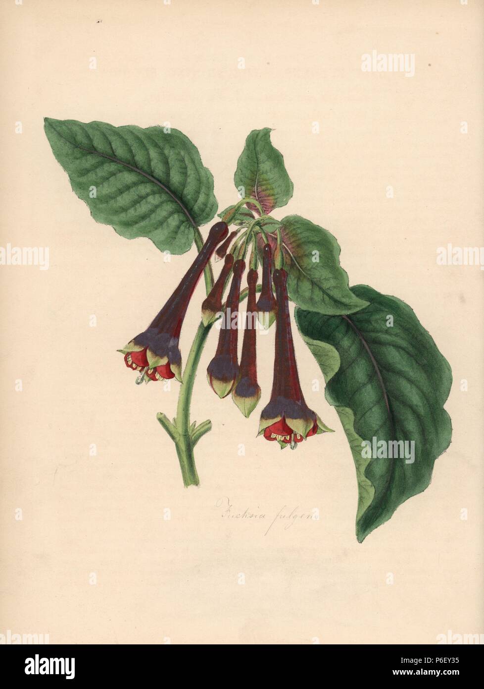 Fuchsia, Fuchsia fulgens. Handcoloured zincograph by C. Chabot drawn by Miss M. A. Burnett from her 'Plantae Utiliores: or Illustrations of Useful Plants,' Whittaker, London, 1842. Miss Burnett drew the botanical illustrations, but the text was chiefly by her late brother, British botanist Gilbert Thomas Burnett (1800-1835). Stock Photo
