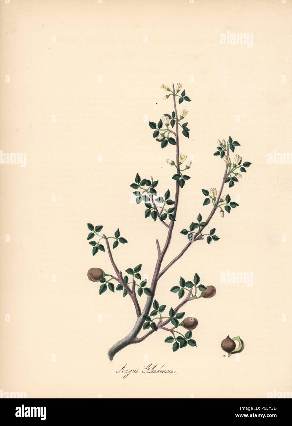 Balsam of Gilead tree, Commiphora gileadensis. Handcoloured zincograph by C. Chabot drawn by Miss M. A. Burnett from her 'Plantae Utiliores: or Illustrations of Useful Plants,' Whittaker, London, 1842. Miss Burnett drew the botanical illustrations, but the text was chiefly by her late brother, British botanist Gilbert Thomas Burnett (1800-1835). Stock Photo