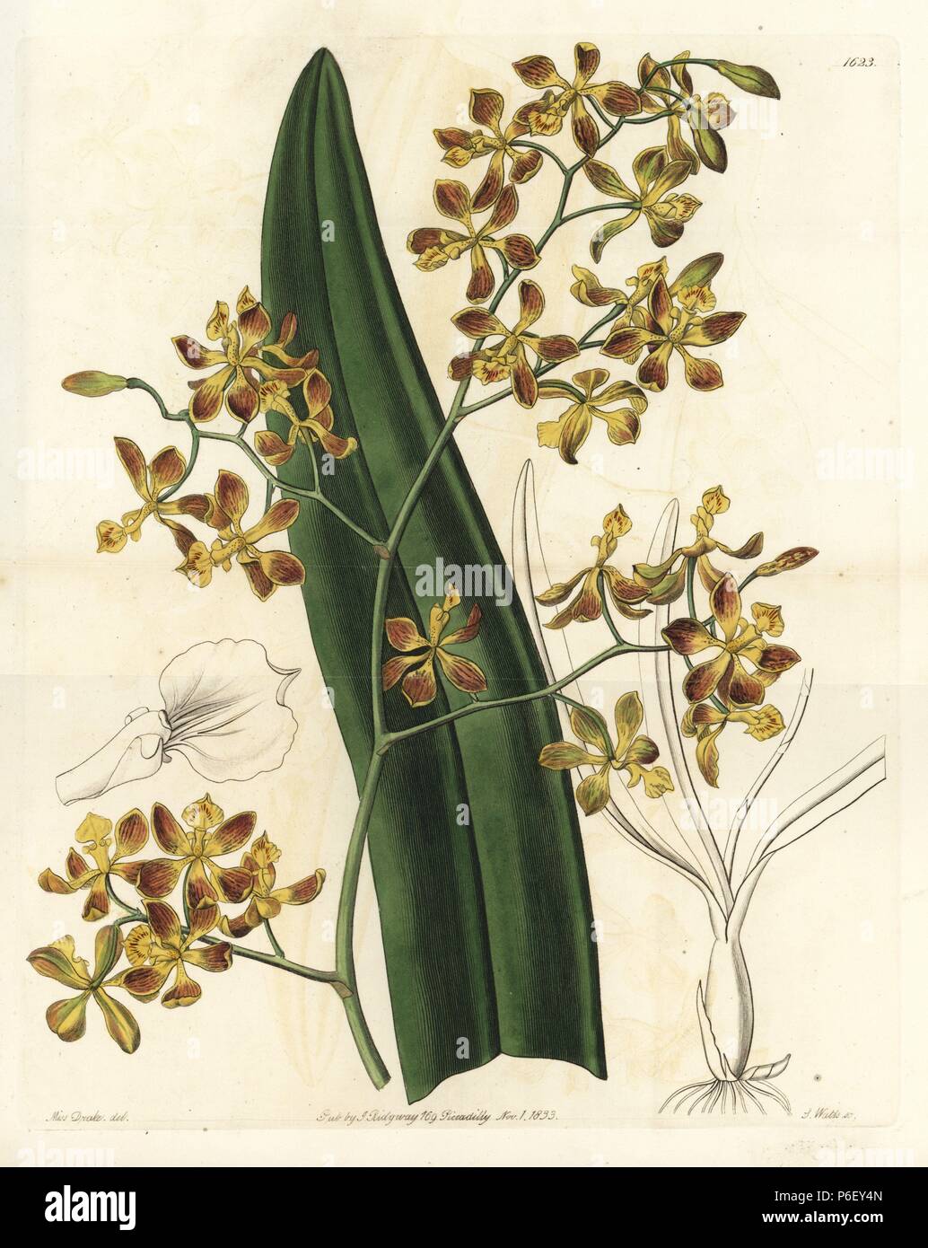 Encyclia oncidioides orchid (Oncidium-flowered epidendrum, Epidendrum oncidiodes). Handcoloured copperplate engraving by S. Watts after an illustration by Miss Drake from Sydenham Edwards' 'The Botanical Register,' London, Ridgway, 1833. Sarah Anne Drake (1803-1857) drew over 1,300 plates for the botanist John Lindley, including many orchids. Stock Photo