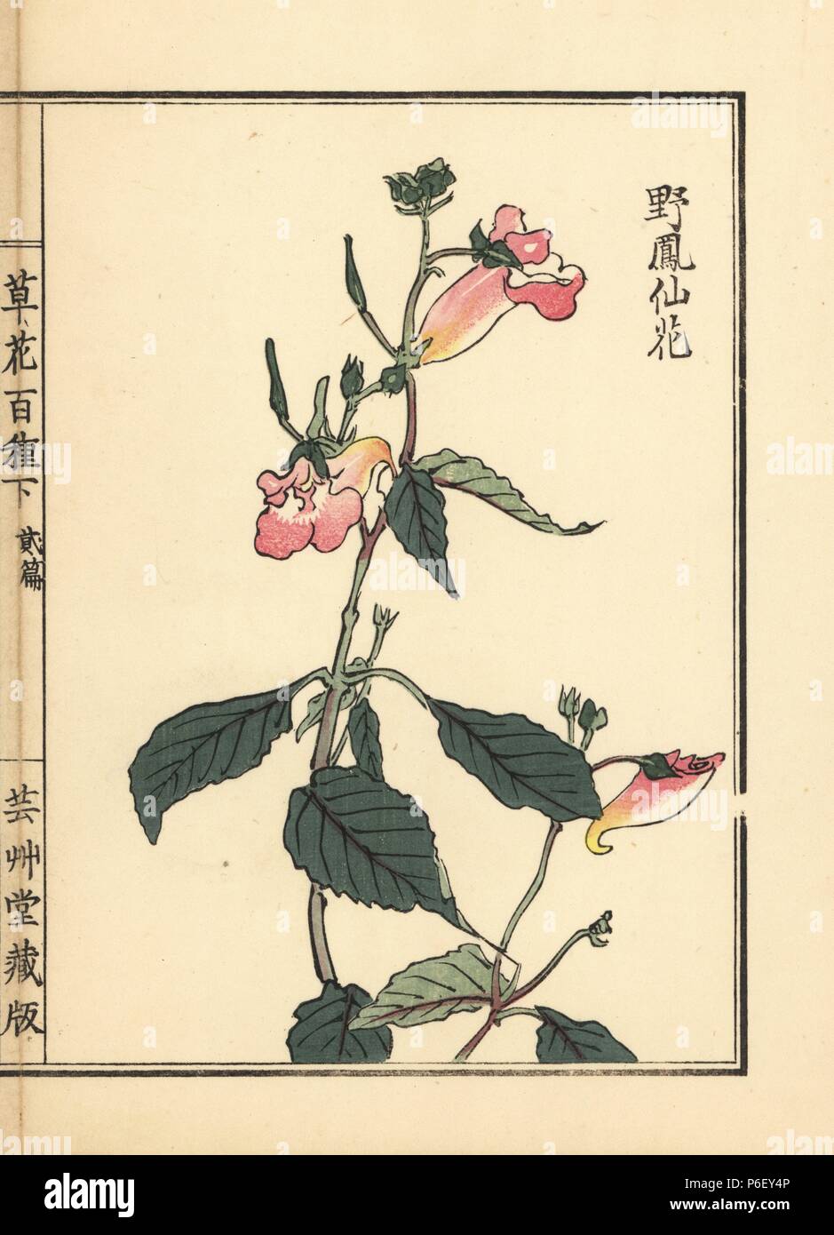 Yahousenka or wild balsam, Impatiens balsamina. Handcoloured woodblock print by Kono Bairei from Kusa Bana Hyakushu (One Hundred Varieties of Flowers), Tokyo, Yamada, 1901. Stock Photo