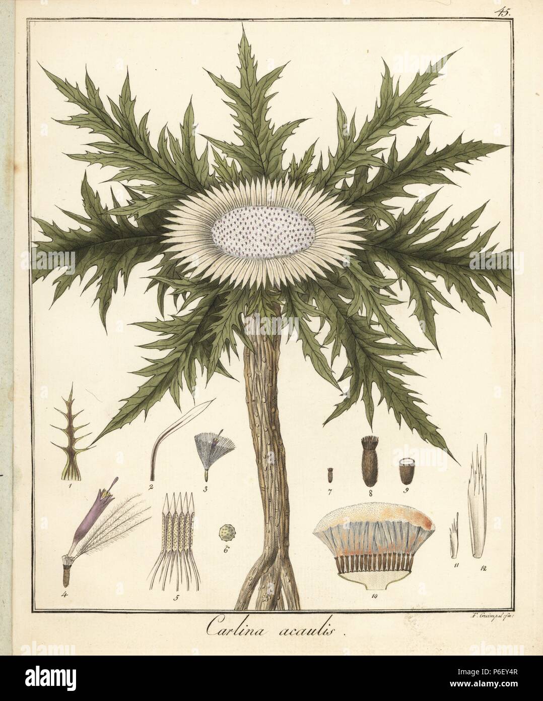 Dwarf carline thistle, Carlina acaulis. Handcoloured copperplate engraving by F. Guimpel from Dr. Friedrich Gottlob Hayne's Medical Botany, Berlin, 1822. Hayne (1763-1832) was a German botanist, apothecary and professor of pharmaceutical botany at Berlin University. Stock Photo