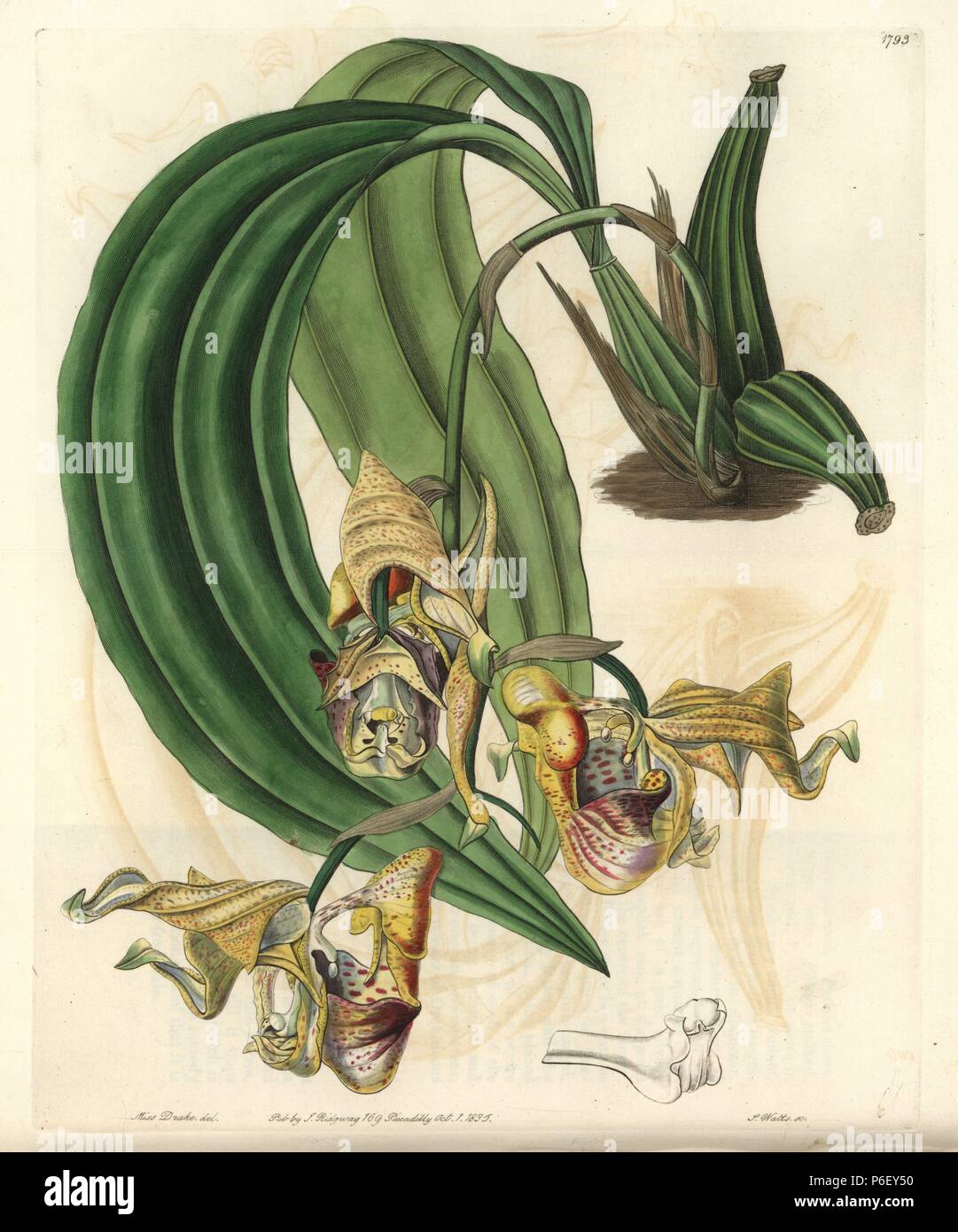 Spotted coryanthes orchid, Coryanthes maculata. Handcoloured copperplate engraving by S. Watts after an illustration by Miss Drake from Sydenham Edwards' 'The Botanical Register,' London, Ridgway, 1835. Sarah Anne Drake (1803-1857) drew over 1,300 plates for the botanist John Lindley, including many orchids. Stock Photo