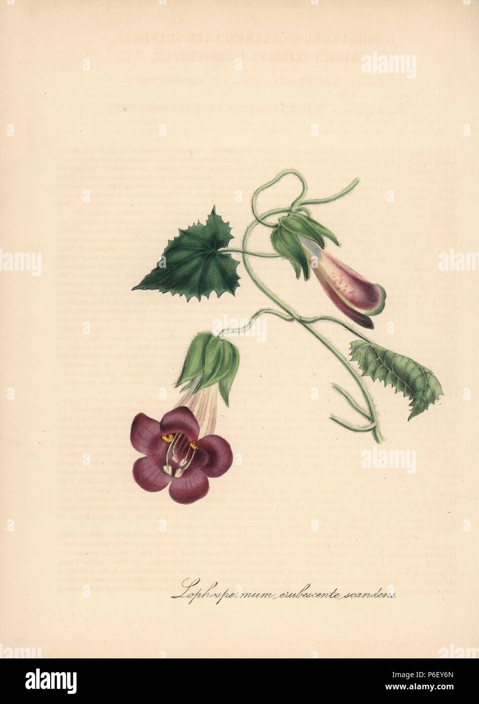 Lophospermum erubescente scandens. Handcoloured zincograph by C. Chabot drawn by Miss M. A. Burnett from her 'Plantae Utiliores: or Illustrations of Useful Plants,' Whittaker, London, 1842. Miss Burnett drew the botanical illustrations, but the text was chiefly by her late brother, British botanist Gilbert Thomas Burnett (1800-1835). Stock Photo