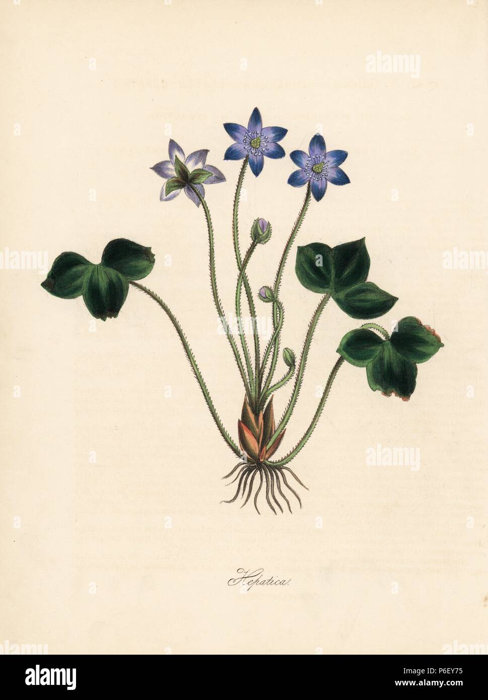 Common hepatica, Anemone hepatica (Three-lobed-leaved hepatica, Hepatica triloba). Handcoloured zincograph by C. Chabot drawn by Miss M. A. Burnett from her 'Plantae Utiliores: or Illustrations of Useful Plants,' Whittaker, London, 1842. Miss Burnett drew the botanical illustrations, but the text was chiefly by her late brother, British botanist Gilbert Thomas Burnett (1800-1835). Stock Photo