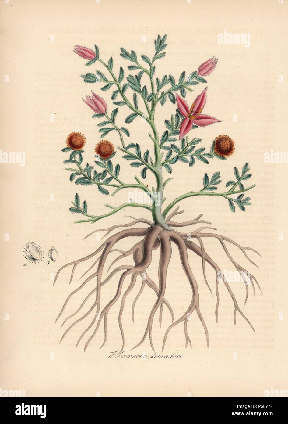 Peruvian rhatany, Krameria lappacea, with flower, leaf, root. Handcoloured zincograph by C. Chabot drawn by Miss M. A. Burnett from her 'Plantae Utiliores: or Illustrations of Useful Plants,' Whittaker, London, 1842. Miss Burnett drew the botanical illustrations, but the text was chiefly by her late brother, British botanist Gilbert Thomas Burnett (1800-1835). Stock Photo