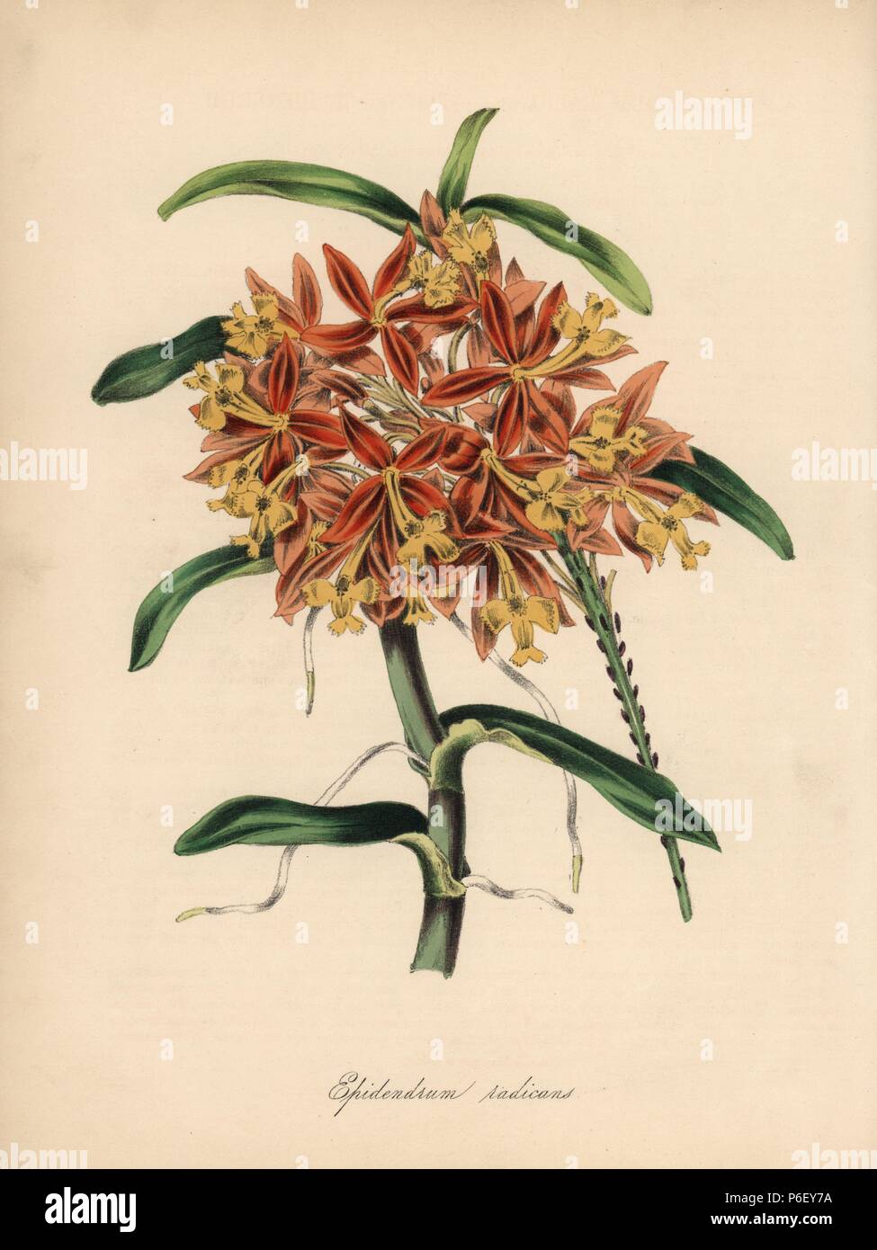 Rooting epidendrum or fire-star orchid, Epidendrum radicans. Handcoloured zincograph by C. Chabot drawn by Miss M. A. Burnett from her 'Plantae Utiliores: or Illustrations of Useful Plants,' Whittaker, London, 1842. Miss Burnett drew the botanical illustrations, but the text was chiefly by her late brother, British botanist Gilbert Thomas Burnett (1800-1835). Stock Photo