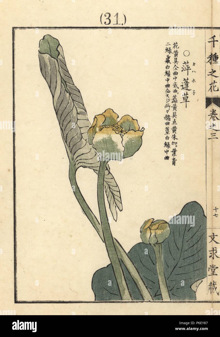 Kahahone or Japanese water lily, Nuphar japonica. Handcoloured woodblock print by Kono Bairei from Senshu no Hana (One Thousand Varieties of Flowers), Bunkyudo, Kyoto, 1889. Stock Photo