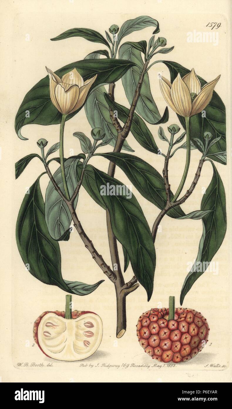 Himalayan strawberry tree, Cornus capitata subsp. capitata (Strawberry-fruited benthamia, Benthamia fragifera). Handcoloured copperplate engraving by S. Watts after an illustration by W. B. Booth from Sydenham Edwards' 'The Botanical Register,' London, Ridgway, 1833. Stock Photo