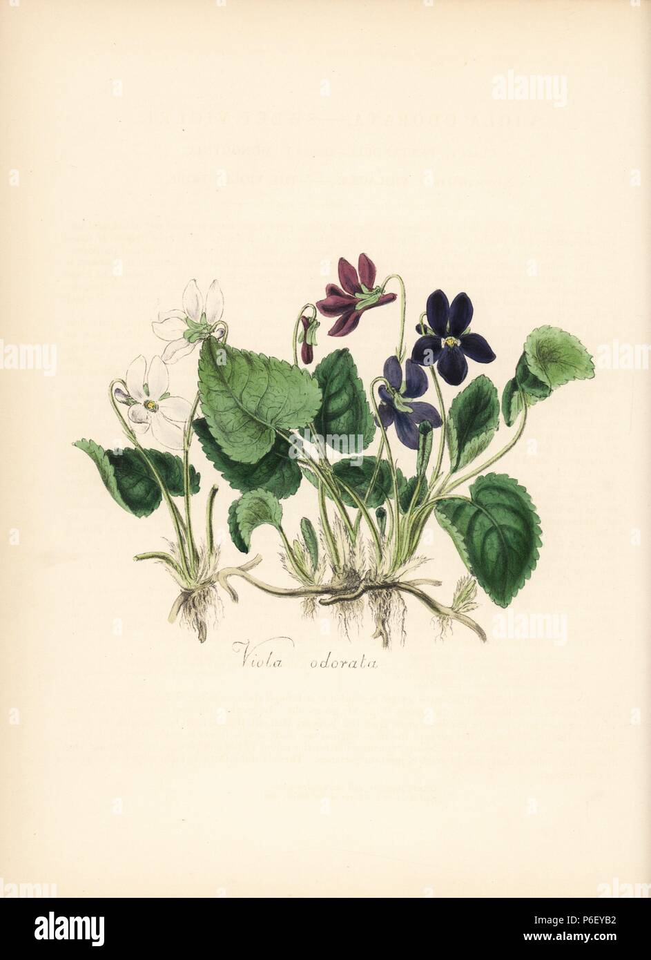 Sweet violet, Viola odorata. Handcoloured zincograph by Chabots drawn by Miss M. A. Burnett from her 'Plantae Utiliores: or Illustrations of Useful Plants,' Whittaker, London, 1842. Miss Burnett drew the botanical illustrations, but the text was chiefly by her late brother, British botanist Gilbert Thomas Burnett (1800-1835). Stock Photo