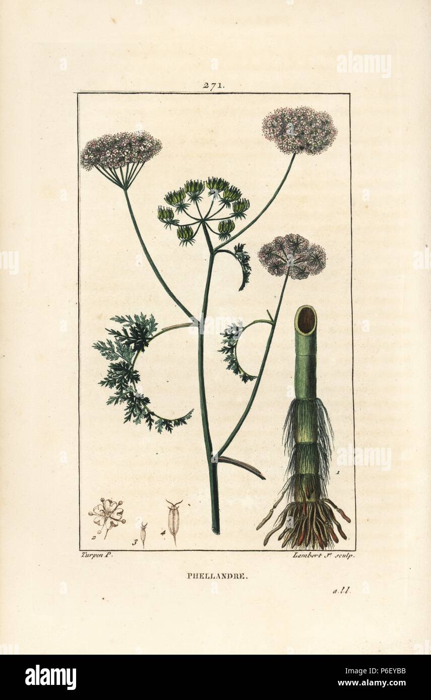 Water dropwort or water hemlock, Oenanthe aquatica (Phellandrium aquaticum), with flower, leaf, stalk and root. Handcoloured stipple copperplate engraving by Lambert Junior from a drawing by Pierre Jean-Francois Turpin from Chaumeton, Poiret and Chamberet's 'La Flore Medicale,' Paris, Panckoucke, 1830. Turpin (17751840) was one of the three giants of French botanical art of the era alongside Pierre Joseph Redoute and Pancrace Bessa. Stock Photo