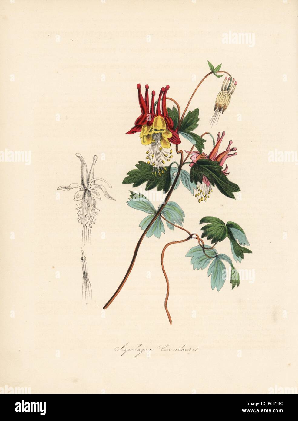 Canadian columbine, Aquilegia canadensis. Taken from an illustration by William Clark from Richard Morris's 'Flora Conspicua.' Handcoloured zincograph by C. Chabot drawn by Miss M. A. Burnett from her 'Plantae Utiliores: or Illustrations of Useful Plants,' Whittaker, London, 1842. Miss Burnett drew the botanical illustrations, but the text was chiefly by her late brother, British botanist Gilbert Thomas Burnett (1800-1835). Stock Photo