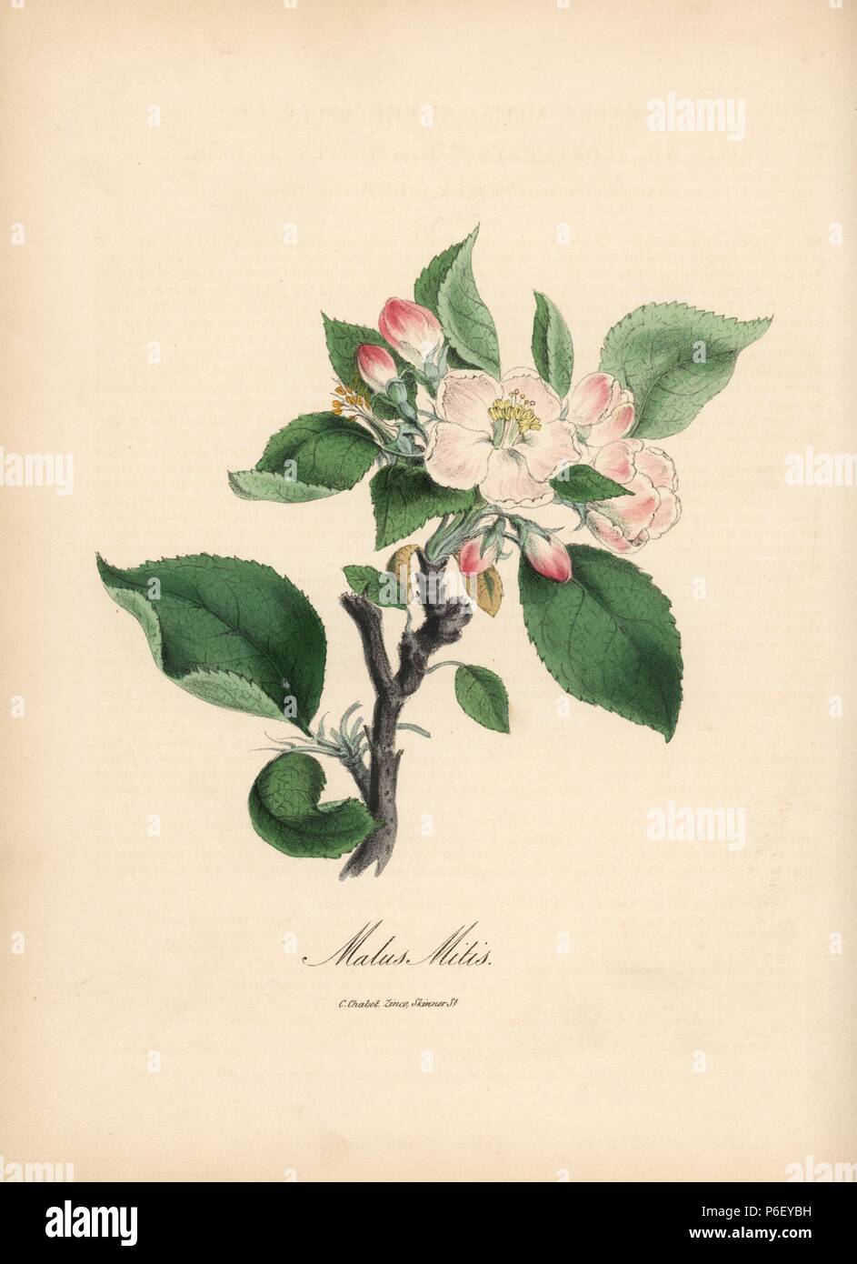 Sweet apple, Malus domestica. Handcoloured zincograph by Chabots drawn by Miss M. A. Burnett from her 'Plantae Utiliores: or Illustrations of Useful Plants,' Whittaker, London, 1842. Miss Burnett drew the botanical illustrations, but the text was chiefly by her late brother, British botanist Gilbert Thomas Burnett (1800-1835). Stock Photo