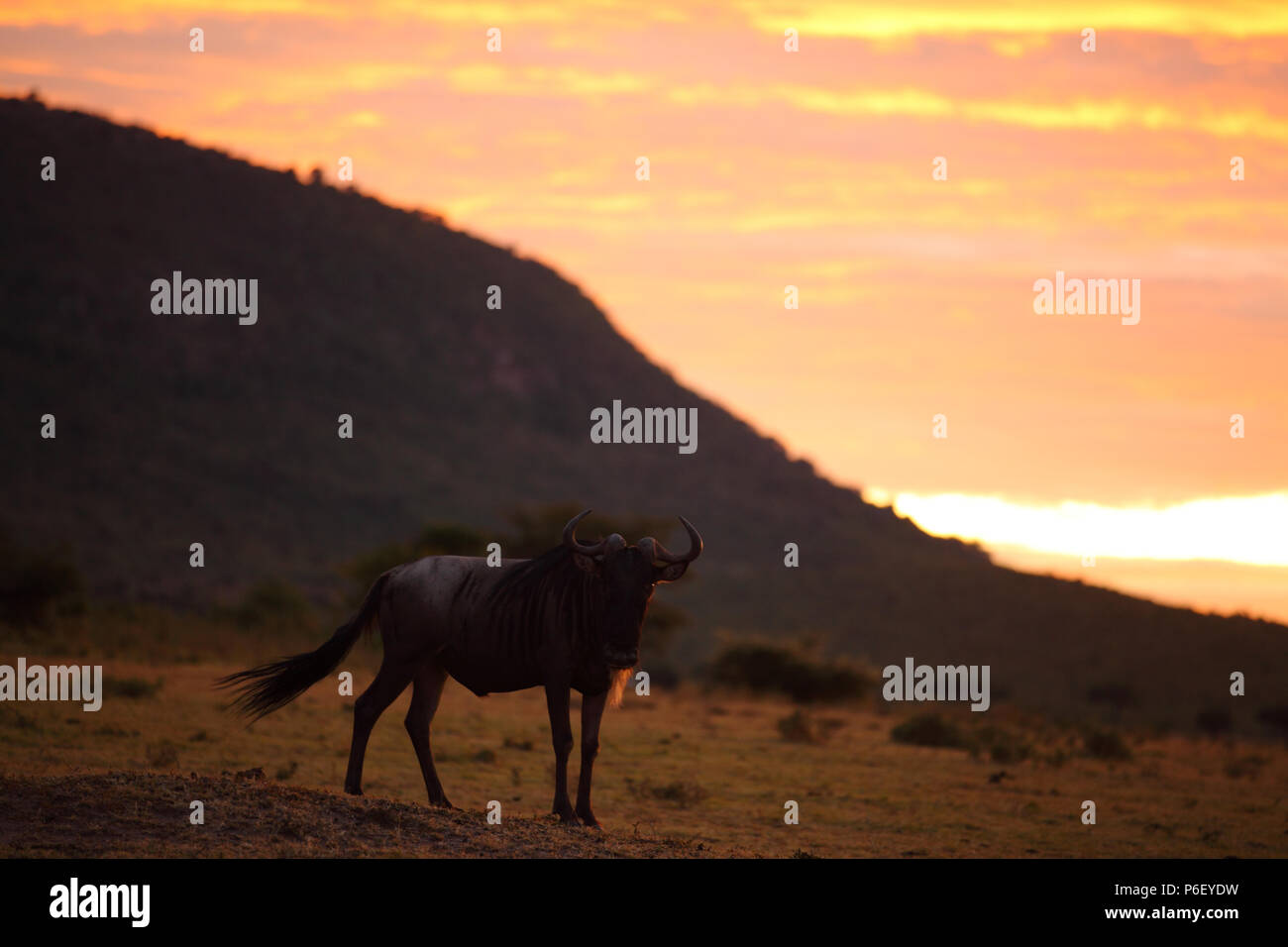 African animals in sunset hi-res stock photography and images - Alamy