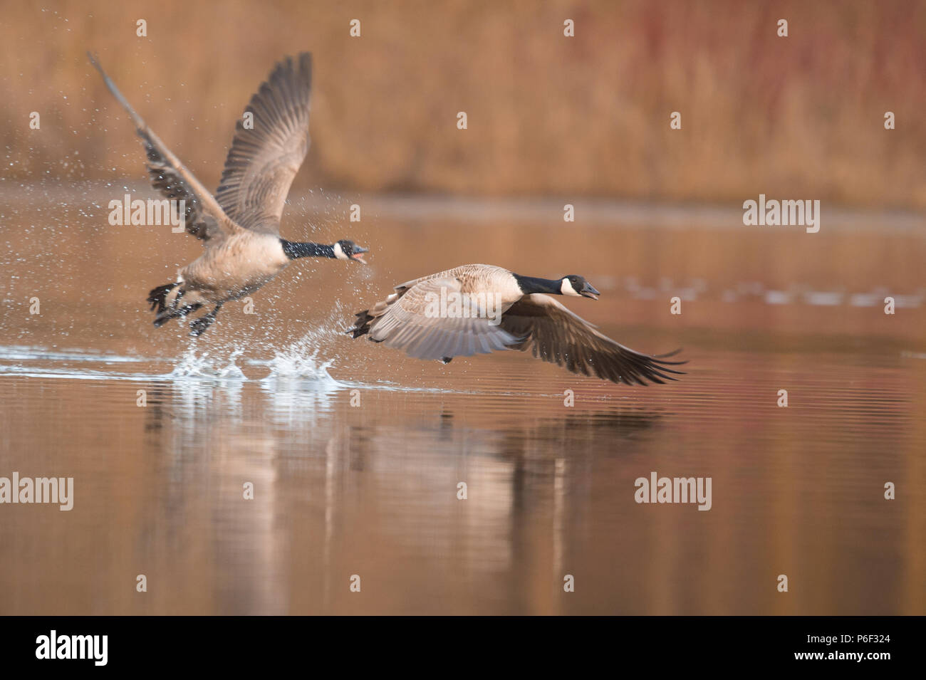 Cackling geese flying over a lake in Europe Stock Photo