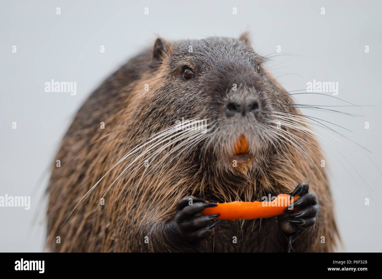 Eurasian beaver European beaver feeding portrait close up Stock Photo