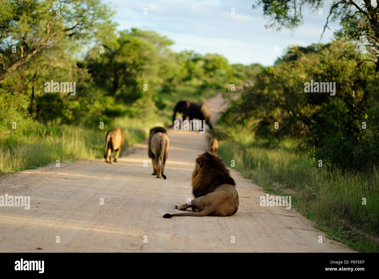 Male lions coalition elephant hunter lions, elephant hunting lions Stock Photo