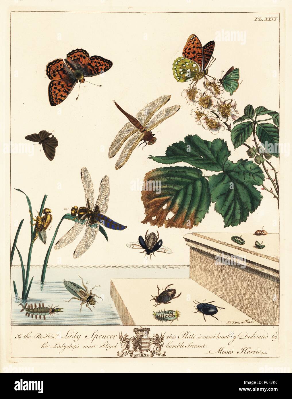 copper 1870 Colored lithograph print of  butterflies hairstreaks