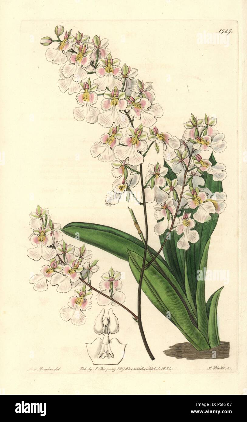 Tolumnia pulchella orchid (Pretty oncidium, Oncidium pulchellum), native to Jamaica. Handcoloured copperplate engraving by S. Watts after an illustration by Miss Drake from Sydenham Edwards' 'The Botanical Register,' London, Ridgway, 1835. Sarah Anne Drake (1803-1857) drew over 1,300 plates for the botanist John Lindley, including many orchids. Stock Photo