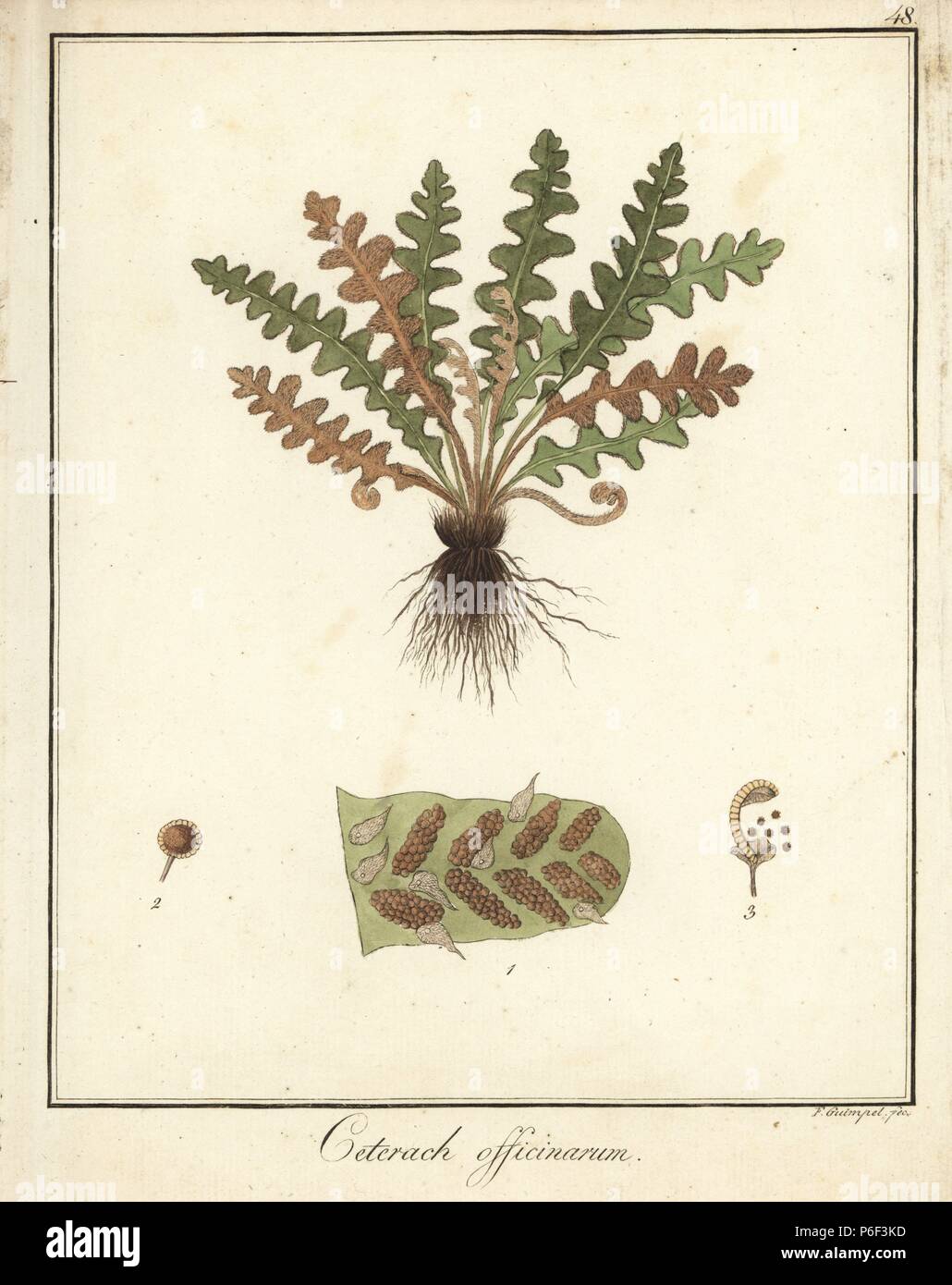 Rustyback fern, Asplenium ceterach. Handcoloured copperplate engraving by F. Guimpel from Dr. Friedrich Gottlob Hayne's Medical Botany, Berlin, 1822. Hayne (1763-1832) was a German botanist, apothecary and professor of pharmaceutical botany at Berlin University. Stock Photo