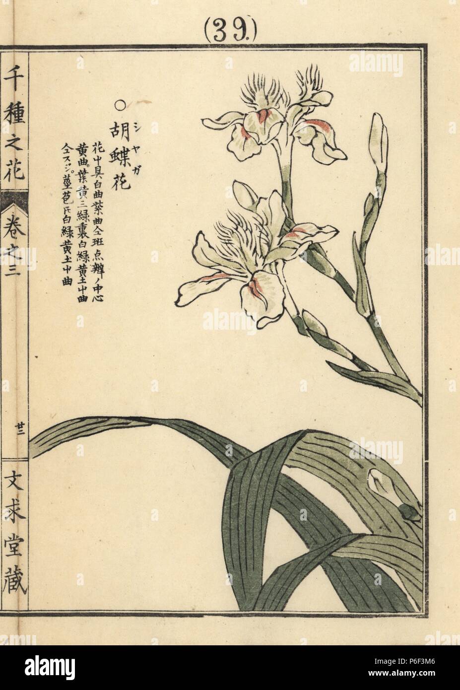 Shaga, fringed or crested iris, Iris japonica. Handcoloured woodblock print by Kono Bairei from Senshu no Hana (One Thousand Varieties of Flowers), Bunkyudo, Kyoto, 1889. Stock Photo