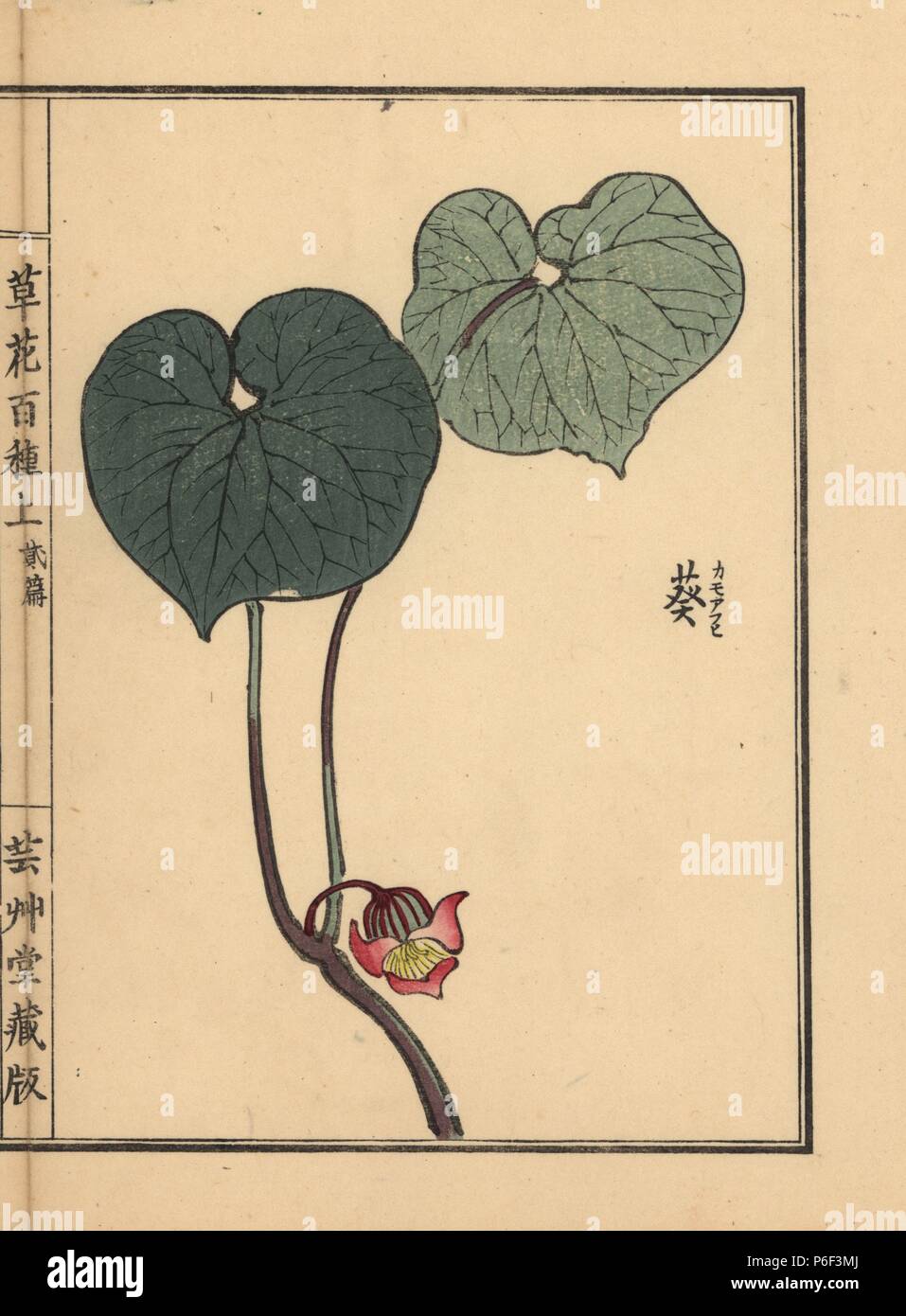 Japanese wild ginger, Asarum caulescens Maxim. Handcoloured woodblock print by Kono Bairei from Kusa Bana Hyakushu (One Hundred Varieties of Flowers), Tokyo, Yamada, 1901. Stock Photo
