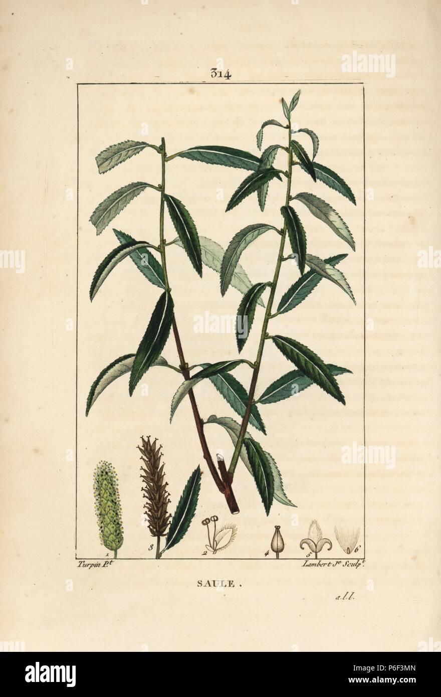 Antique Black Pussy Willow Engraving Vintage Print 19th Century Trees of North America Botanical French Engraving