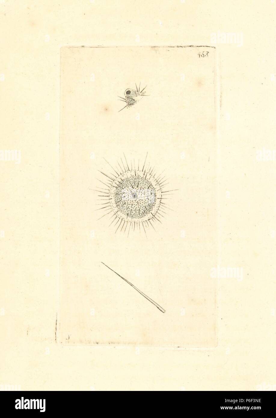 Actinophrys sol (Sun trichoda, Trichoda sol). Illustration drawn by George Shaw. Handcoloured copperplate engraving from George Shaw and Frederick Nodder's 'The Naturalist's Miscellany,' London, 1800. Stock Photo
