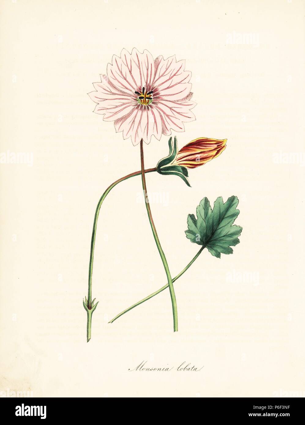 Broad-leaved monsonia, Monsonia lobata. Taken from an illustration in William Curtis' 'Botanical Magazine.' Handcoloured zincograph by C. Chabot drawn by Miss M. A. Burnett from her 'Plantae Utiliores: or Illustrations of Useful Plants,' Whittaker, London, 1842. Miss Burnett drew the botanical illustrations, but the text was chiefly by her late brother, British botanist Gilbert Thomas Burnett (1800-1835). Stock Photo