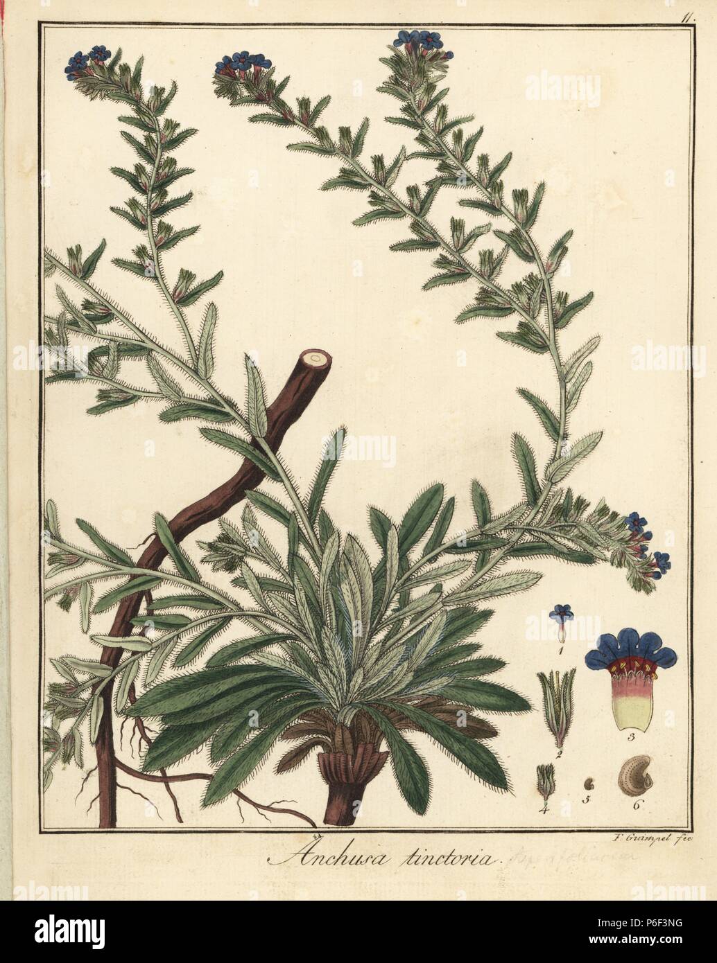 Alkanet or dyers' bugloss, Alkanna tinctoria. Handcoloured copperplate engraving by F. Guimpel from Dr. Friedrich Gottlob Hayne's Medical Botany, Berlin, 1822. Hayne (1763-1832) was a German botanist, apothecary and professor of pharmaceutical botany at Berlin University. Stock Photo