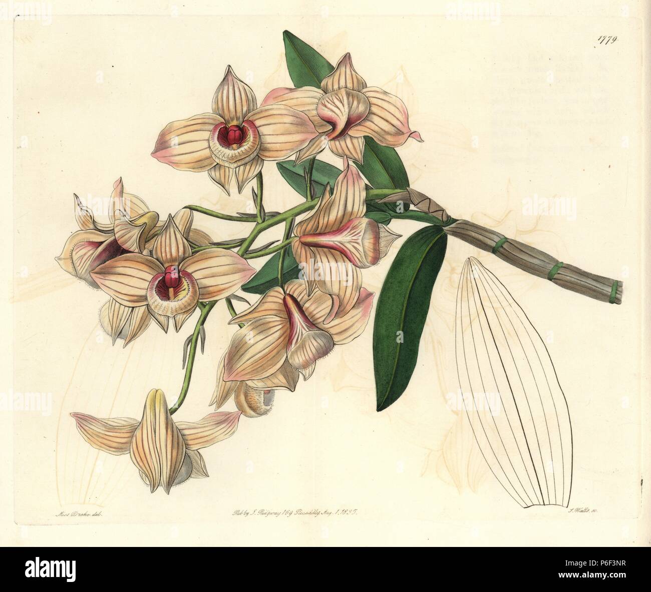 Dendrobium cupreum hires stock photography and images Alamy