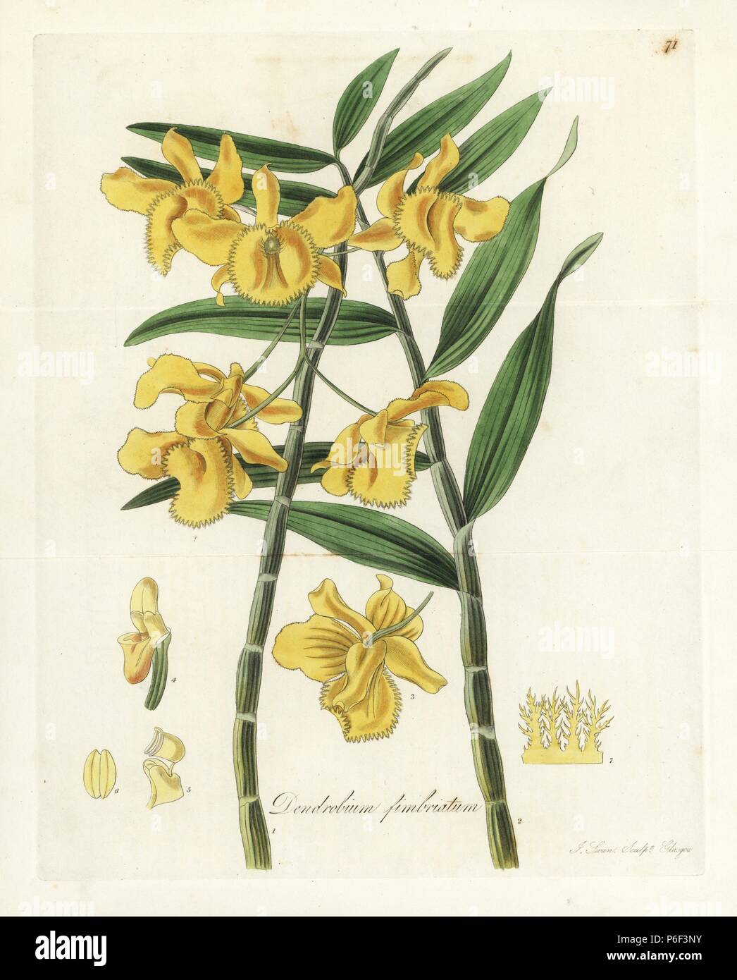 Fringed-lipped or fringed dendrobium orchid, Dendrobium fimbriatum. Handcoloured copperplate engraving by J. Swan after a botanical illustration by William Jackson Hooker from his own 'Exotic Flora,' Blackwood, Edinburgh, 1823. Hooker (1785-1865) was an English botanist who specialized in orchids and ferns, and was director of the Royal Botanical Gardens at Kew from 1841. Stock Photo