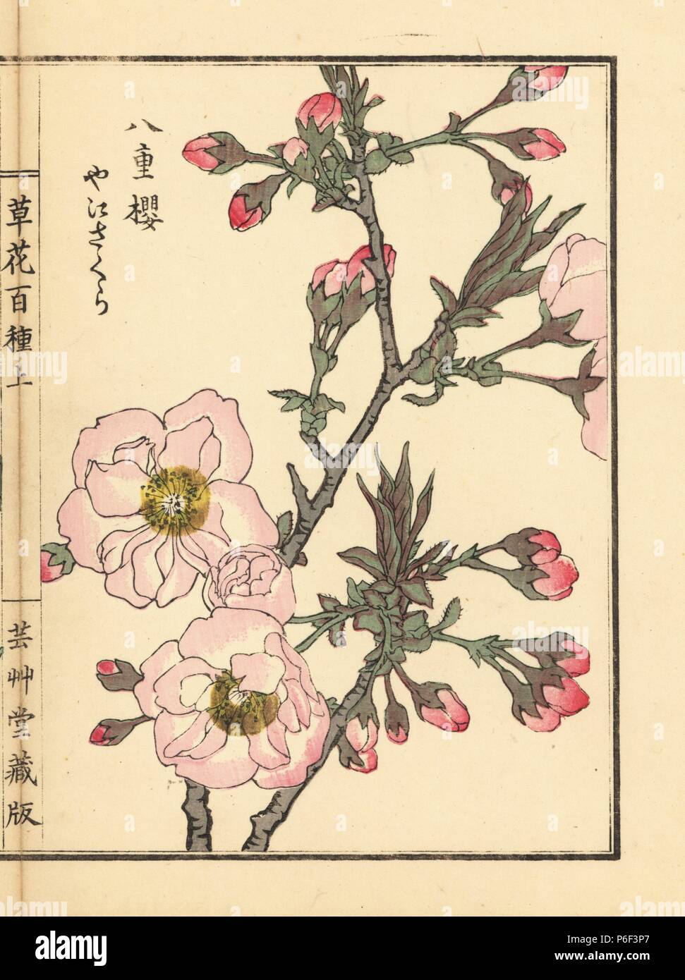 山田秋坪　花図　箱なし　MA910 山田秋坪 花図 箱なし MA910