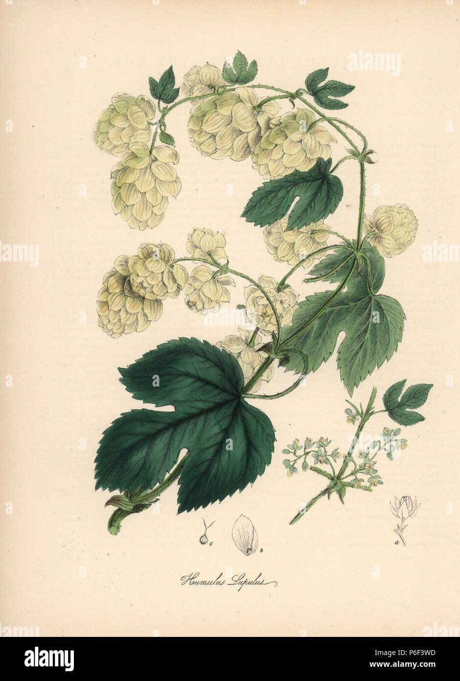 Hops, Humulus lupulus. Handcoloured zincograph by C. Chabot drawn by Miss M. A. Burnett from her 'Plantae Utiliores: or Illustrations of Useful Plants,' Whittaker, London, 1842. Miss Burnett drew the botanical illustrations, but the text was chiefly by her late brother, British botanist Gilbert Thomas Burnett (1800-1835). Stock Photo