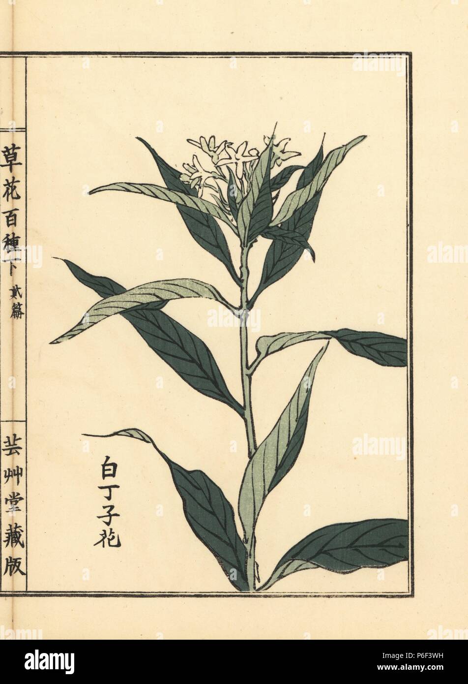 Shiro choujisou or white bluestar, Amsonia elliptica. Handcoloured woodblock print by Kono Bairei from Kusa Bana Hyakushu (One Hundred Varieties of Flowers), Tokyo, Yamada, 1901. Stock Photo