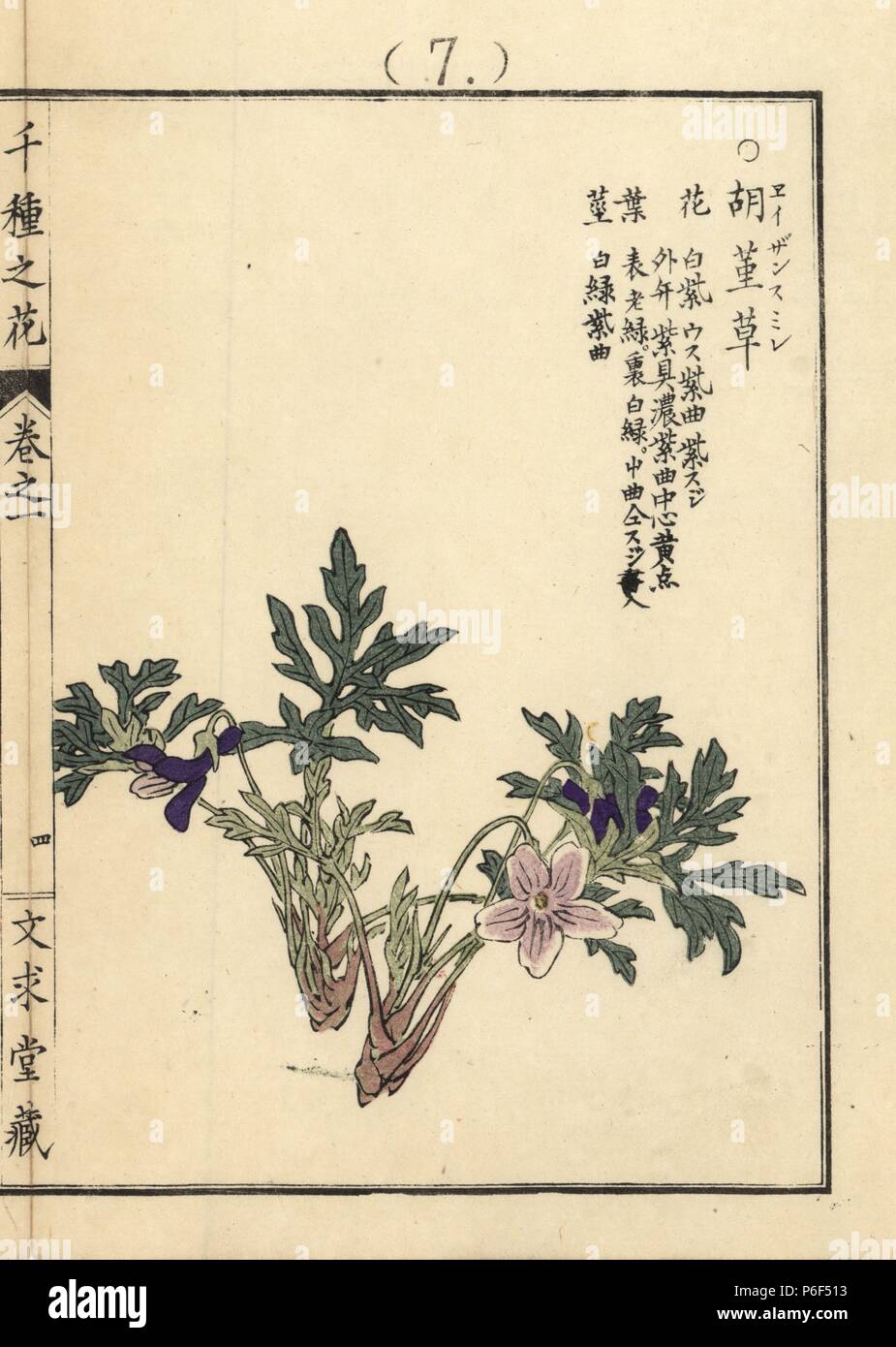 Eizan sumire or eizan violet, Viola eizanensis. Handcoloured woodblock print by Kono Bairei from Senshu no Hana (One Thousand Varieties of Flowers), Bunkyudo, Kyoto, 1900. Stock Photo