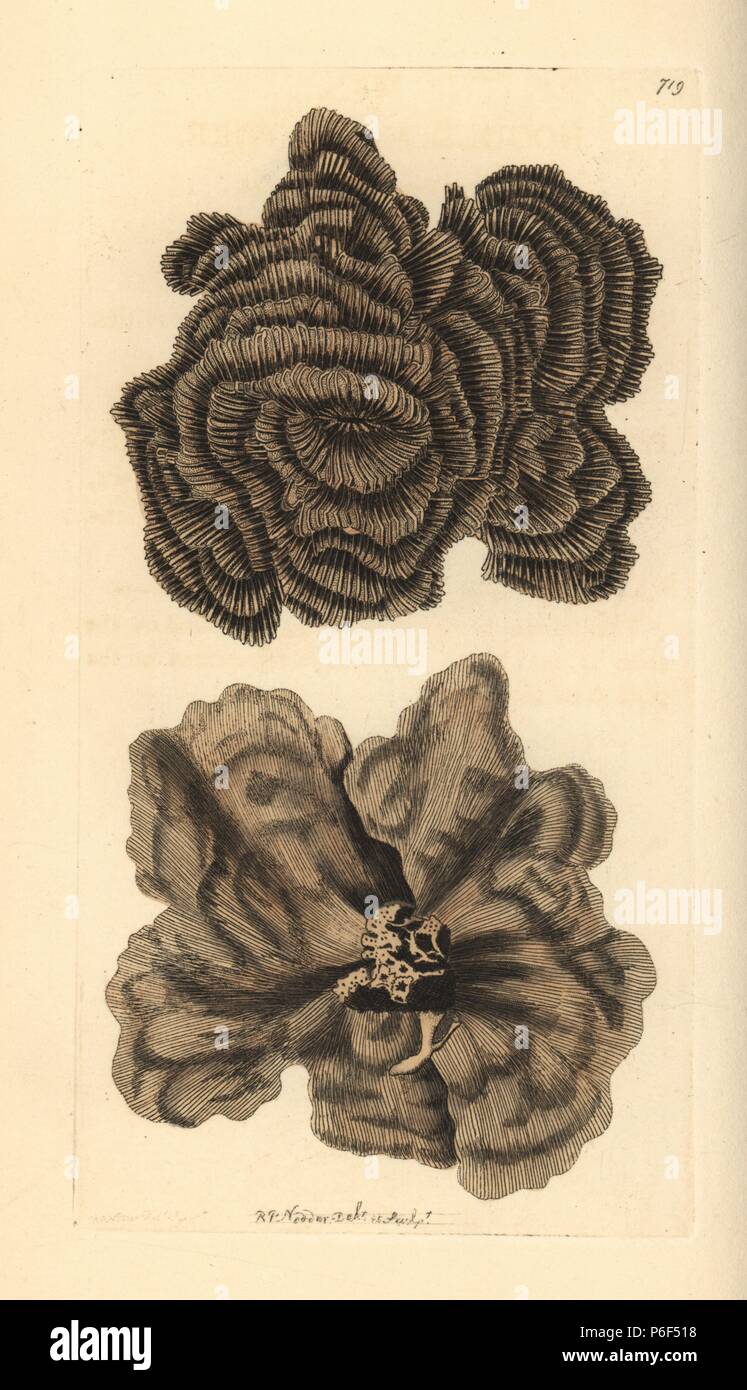 Leptoseris nobilis coral. Illustration drawn and engraved by Richard Polydore Nodder. Handcoloured copperplate engraving from George Shaw and Frederick Nodder's 'The Naturalist's Miscellany,' London, 1805. Stock Photo
