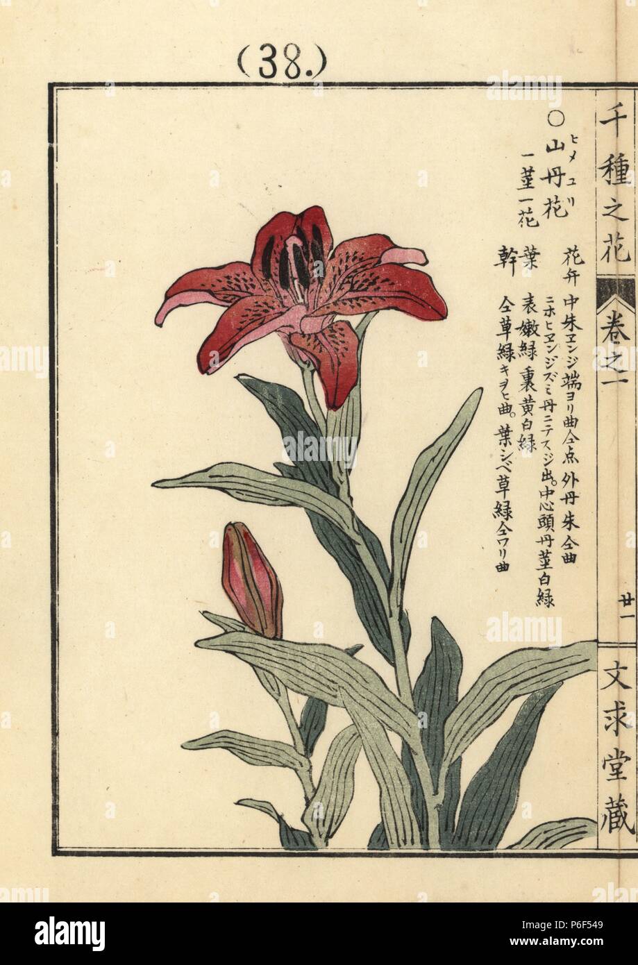 Himeyuri or morning star lily, Lilium concolor. Handcoloured woodblock print by Kono Bairei from Senshu no Hana (One Thousand Varieties of Flowers), Bunkyudo, Kyoto, 1900. Stock Photo