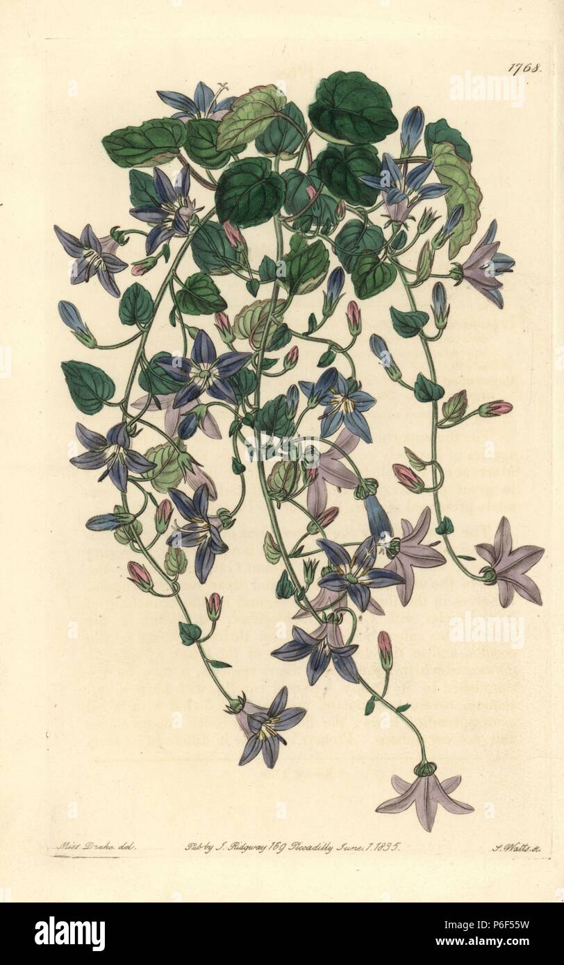 Harebell of St. Angelo or Adriatic bellflower, Campanula garganica. Handcoloured copperplate engraving by S. Watts after an illustration by Miss Drake from Sydenham Edwards' 'The Botanical Register,' London, Ridgway, 1835. Sarah Anne Drake (1803-1857) drew over 1,300 plates for the botanist John Lindley, including many orchids. Stock Photo