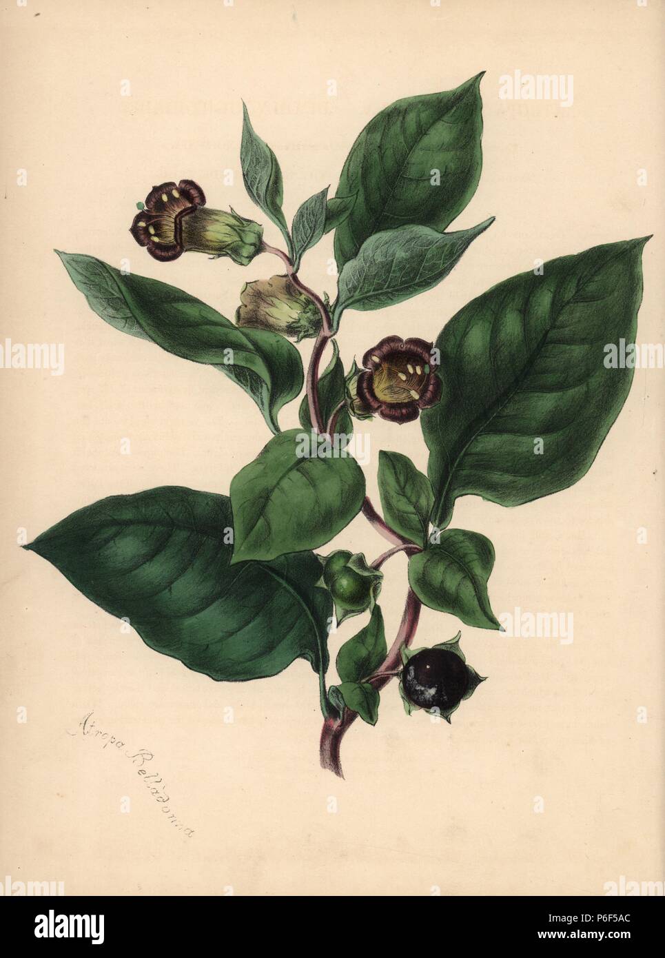 Deadly nightshade, Atropa belladonna. Handcoloured zincograph by Chabots drawn by Miss M. A. Burnett from her 'Plantae Utiliores: or Illustrations of Useful Plants,' Whittaker, London, 1842. Miss Burnett drew the botanical illustrations, but the text was chiefly by her late brother, British botanist Gilbert Thomas Burnett (1800-1835). Stock Photo