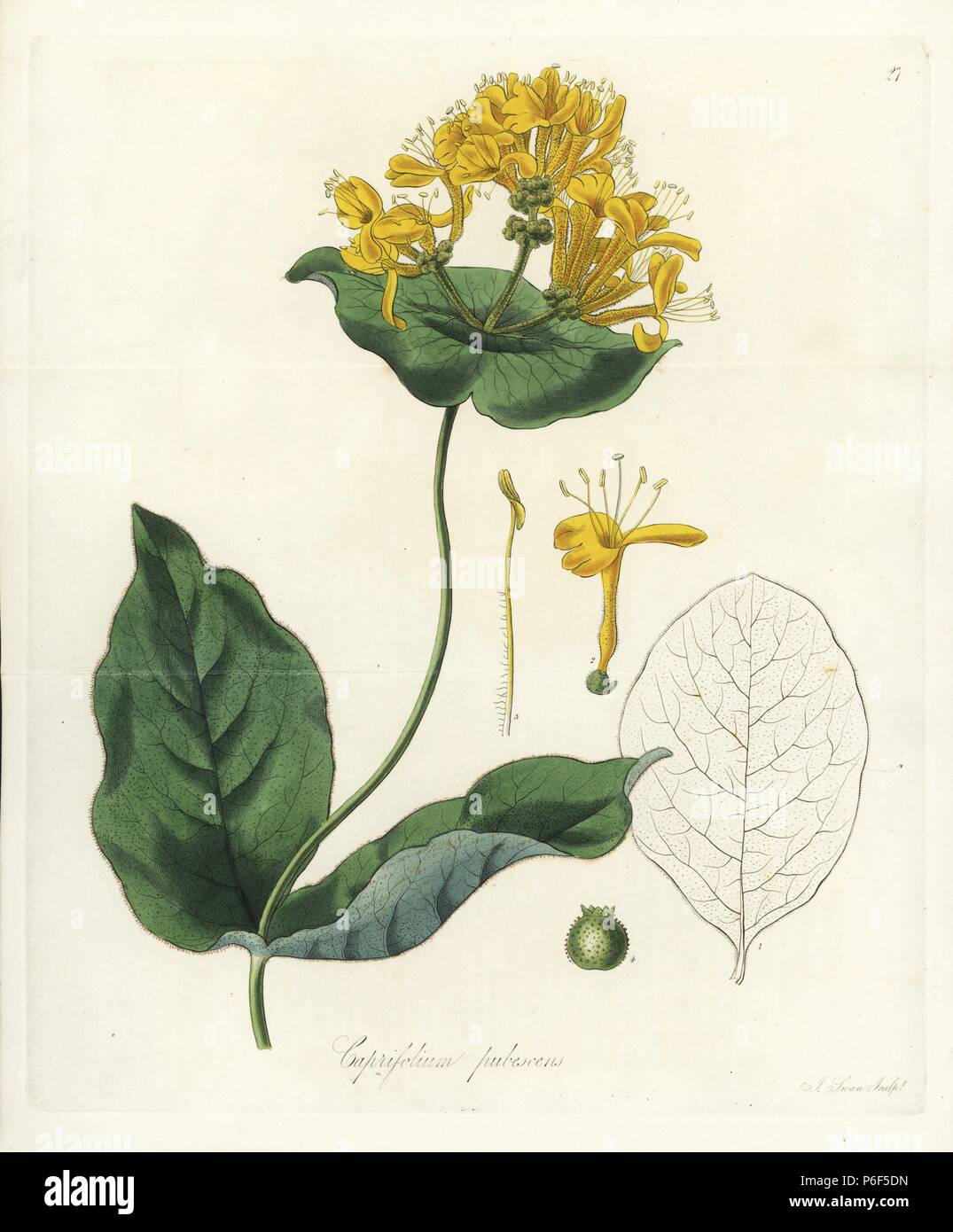Hairy honeysuckle, Lonicera hirsuta (Downy American woodbine, Caprifolium pubescens). Handcoloured copperplate engraving by J. Swan after a botanical illustration by William Jackson Hooker from his own 'Exotic Flora,' Blackwood, Edinburgh, 1823. Hooker (1785-1865) was an English botanist who specialized in orchids and ferns, and was director of the Royal Botanical Gardens at Kew from 1841. Stock Photo